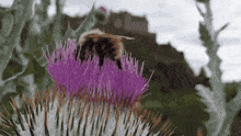 a bee is sitting on a purple flower with thorns .