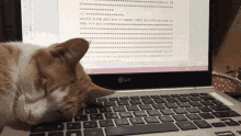 Cat Asleep GIF - Cat Asleep Asleep On Keyboard GIFs