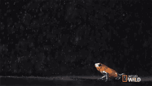 Leaping Frog That Frog Is Poison GIF - Leaping Frog That Frog Is Poison Untamed GIFs