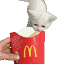 frycat cat fry french fry french fry cat