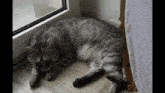 Cat Cat Turning Its Head GIF - Cat Cat Turning Its Head GIFs