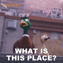 What Is This Place Mack Mallard GIF