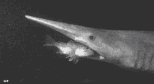 Shark Goblin GIF - Shark Goblin Jaws GIFs