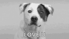 Love You Doggo GIF - Love You Doggo Dog GIFs