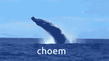 Choem Whale GIF