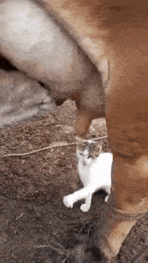 a cat laying under a cow 's udder looking at it