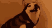 Sneeze Husky GIF - Sneeze Husky Doggo GIFs