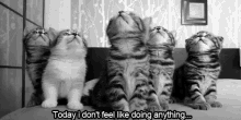 Today I Don'T Feel Like Doing Anything GIF - Anything Kitty Kitten GIFs