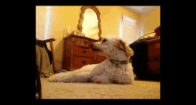 Labradoodle Howling GIF - Labradoodle Howling Dog GIFs