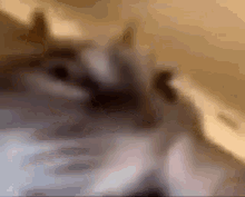 Cat Small Cat GIF - Cat Small Cat GIFs