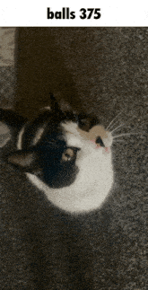 a black and white cat is looking up at the camera with balls 375 above it
