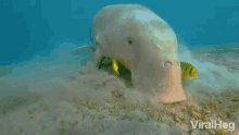 Dugong Viralhog GIF