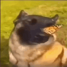 собака с бабочкой GIF - собака с бабочкой GIFs