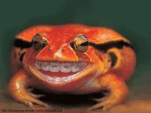 Smiling Frog Frog GIF - Smiling Frog Frog Braces GIFs