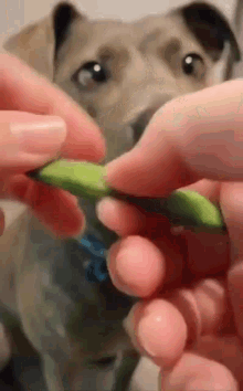 a person is holding a green bean in front of a dog .