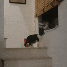 a black and white cat is standing on a set of stairs next to a window .