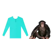 a chimpanzee sitting next to a blue shirt with long sleeves