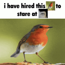 a bird is standing on a branch next to a woman 's face and the words " i have hired this to stare at "
