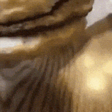 a close up of a tiger 's fur with a blurred background