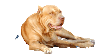 Pitbull Dog Sticker - Pitbull Dog Stickers