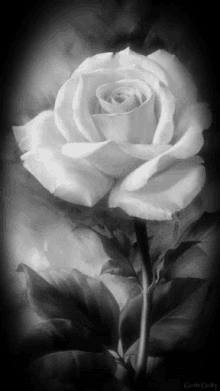 rose black white rose love