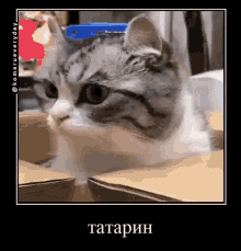 tatarin ink275komaru cat