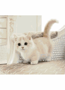 Cute Cat Adorable GIF - Cute Cat Cute Adorable GIFs