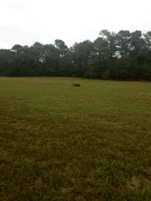 horse rolling playing grass field