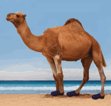 Poon Shoes GIF - Poon Shoes Hump Day Camel GIFs