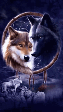 wolf pack wolf dream catcher predator