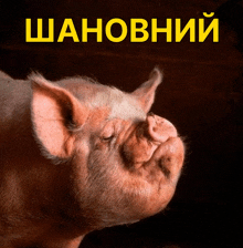 свинья свинка GIF - свинья свинка свин GIFs