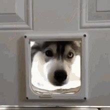 Siberian Husky Looking GIF - Siberian Husky Looking Doggy Door GIFs