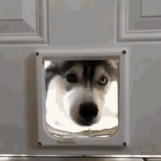 Husky dog door hotsell