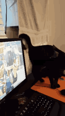 a black cat standing next to a laptop that says sapphire on it