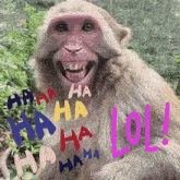 a monkey with a pink face is laughing with the words `` haha '' written on it .