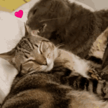 Kitty Love GIF - Kitty Love Cats GIFs