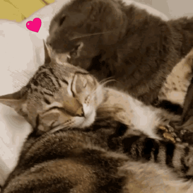 Мама трется киской. Котики обнимаются. Обнимашки котят. Котики обнимаются гиф. Кошачья любовь.