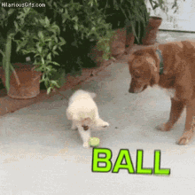 Short Attention Span Dog GIF - Short Attention Span Dog Pet GIFs