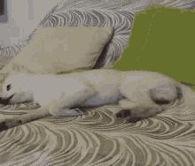 a small white dog is laying on a couch with pillows