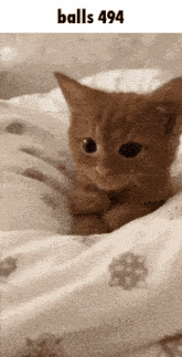 a kitten is laying on a bed with the words balls494 above it