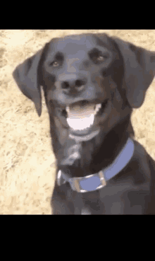 Confused Dog GIF - Confused Dog Smile GIFs