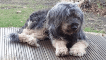 Nelly The Dog 2018 GIF