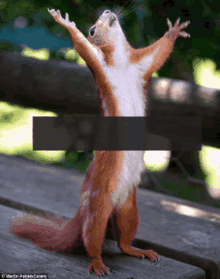 يعدمنيياك Squirrel GIF - يعدمنيياك Squirrel GIFs