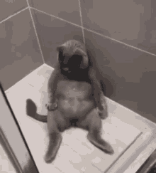 a cat that looks like a monkey is sitting on a shower floor