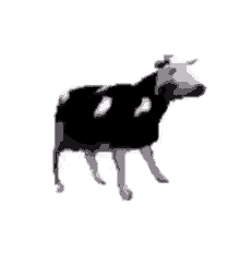 Cow Dancing GIF - Cow Dancing Polish GIFs
