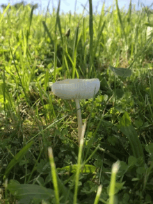 Mushroom Nature GIF - Mushroom Nature Wild Plant GIFs