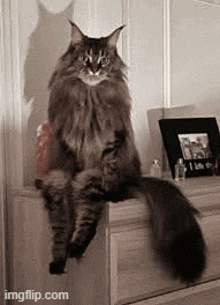 a cat is sitting on a dresser next to a picture frame and perfume bottles .