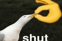 Shut Duck GIF - Shut Duck Shut Up Duck GIFs