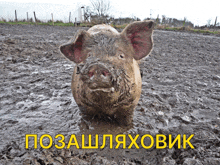свинья свинка GIF - свинья свинка Pig GIFs