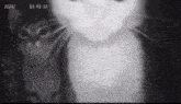 a black and white photo of a cat with the time of 13:42